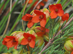 Erica thunbergii