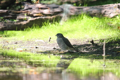 Accipiter brevipes