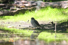 Accipiter brevipes