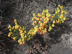 Erica thunbergii