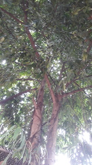 Ficus neriifolia