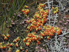 Erica thunbergii