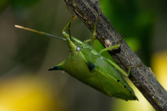Biprorulus bibax