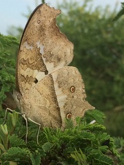 Protogoniomorpha anacardii