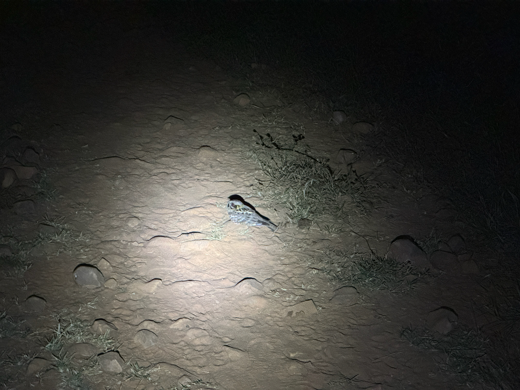Indian Nightjar (Caprimulgus asiaticus), photo 4