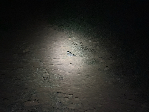 Indian Nightjar (Caprimulgus asiaticus), photo 4