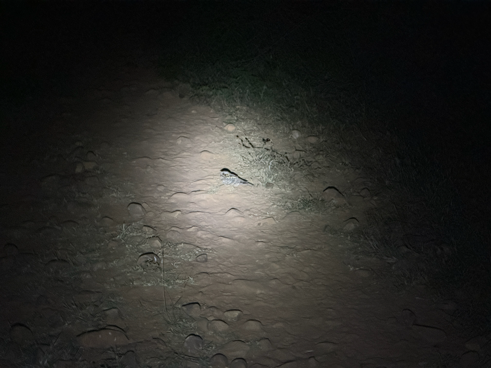 Indian Nightjar (Caprimulgus asiaticus), photo 5
