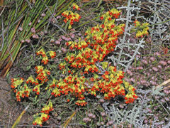 Erica thunbergii