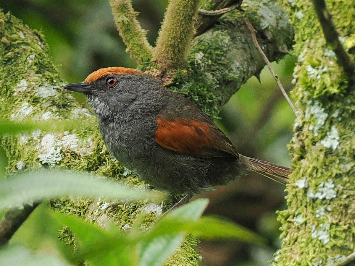 Spix's Spinetail (Synallaxis spixi), photo 2