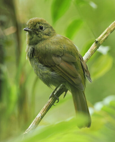 Greenish Schiffornis (Schiffornis virescens), photo 2