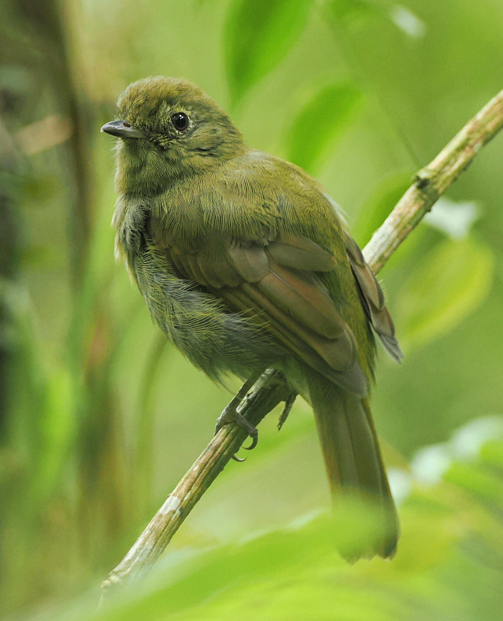 Greenish Schiffornis (Schiffornis virescens), photo 2