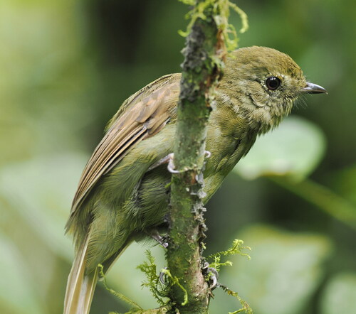 Greenish Schiffornis (Schiffornis virescens)