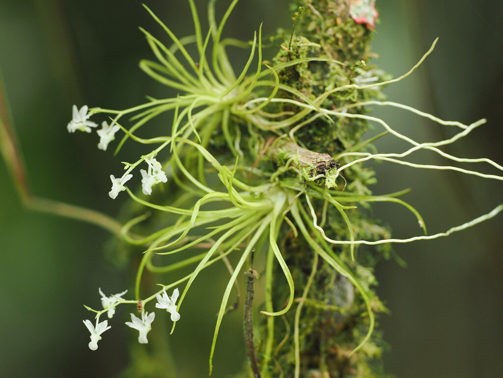 Phymatidium falcifolium; photograph (c) Rosario Douglas, some rights reserved (CC BY)