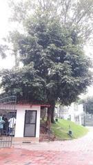 Ficus neriifolia