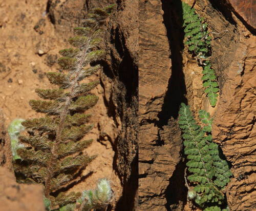 Scaly Lip Fern
