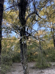 Brassavola tuberculata