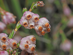 Erica cernua