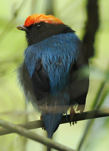 Blue Manakin (Chiroxiphia caudata), photo 4