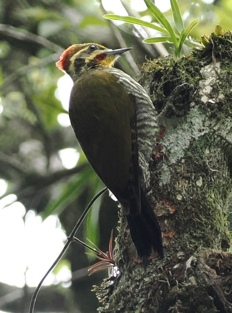 Yellow-browed Woodpecker (Piculus aurulentus), photo 2