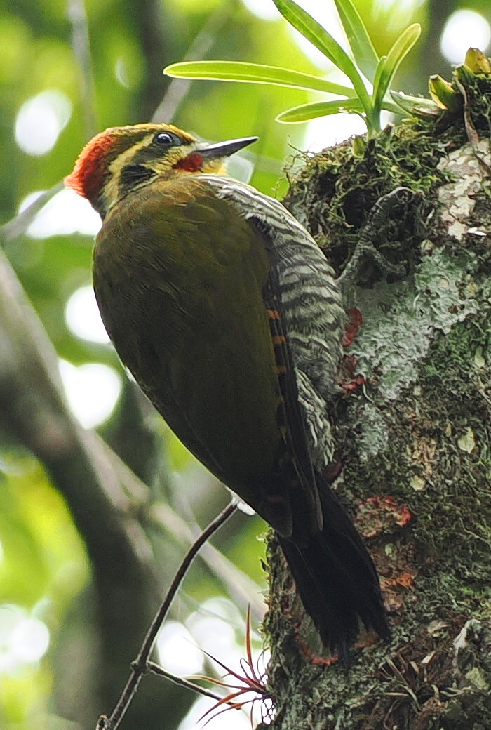 Yellow-browed Woodpecker (Piculus aurulentus), photo 3