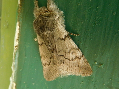 Pleromelloida conserta