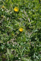 Berkheya erysithales
