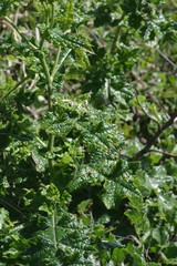 Berkheya erysithales