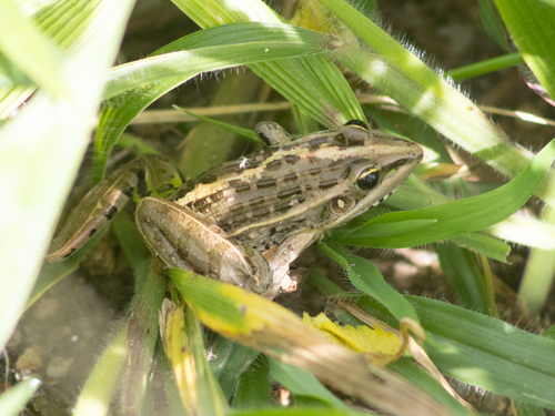 Nile Ridged Frog
