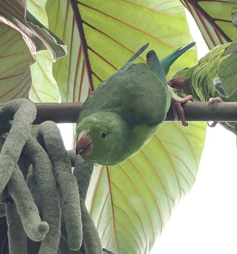 Plain Parakeet (Brotogeris tirica), photo 5