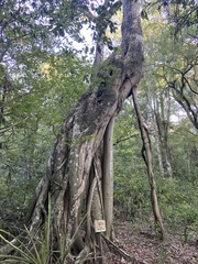 Ficus luschnathiana
