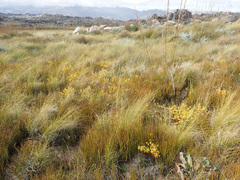 Erica thunbergii