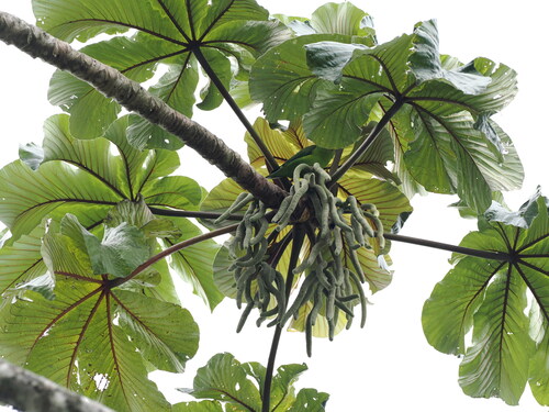 Plain Parakeet (Brotogeris tirica), photo 6