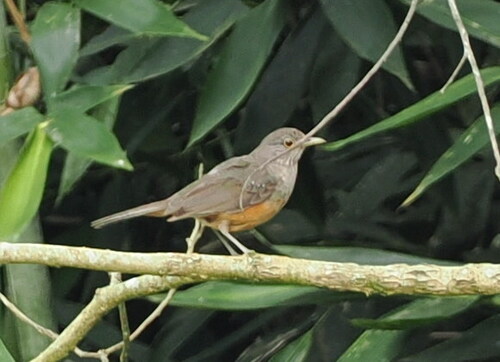 Rufous-bellied Thrush (Turdus rufiventris), photo 3
