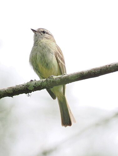 Planalto Tyrannulet (Phyllomyias fasciatus)