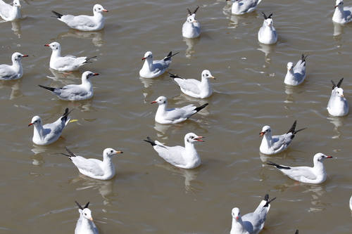 Brown-headed Gull (Chroicocephalus brunnicephalus), photo 3