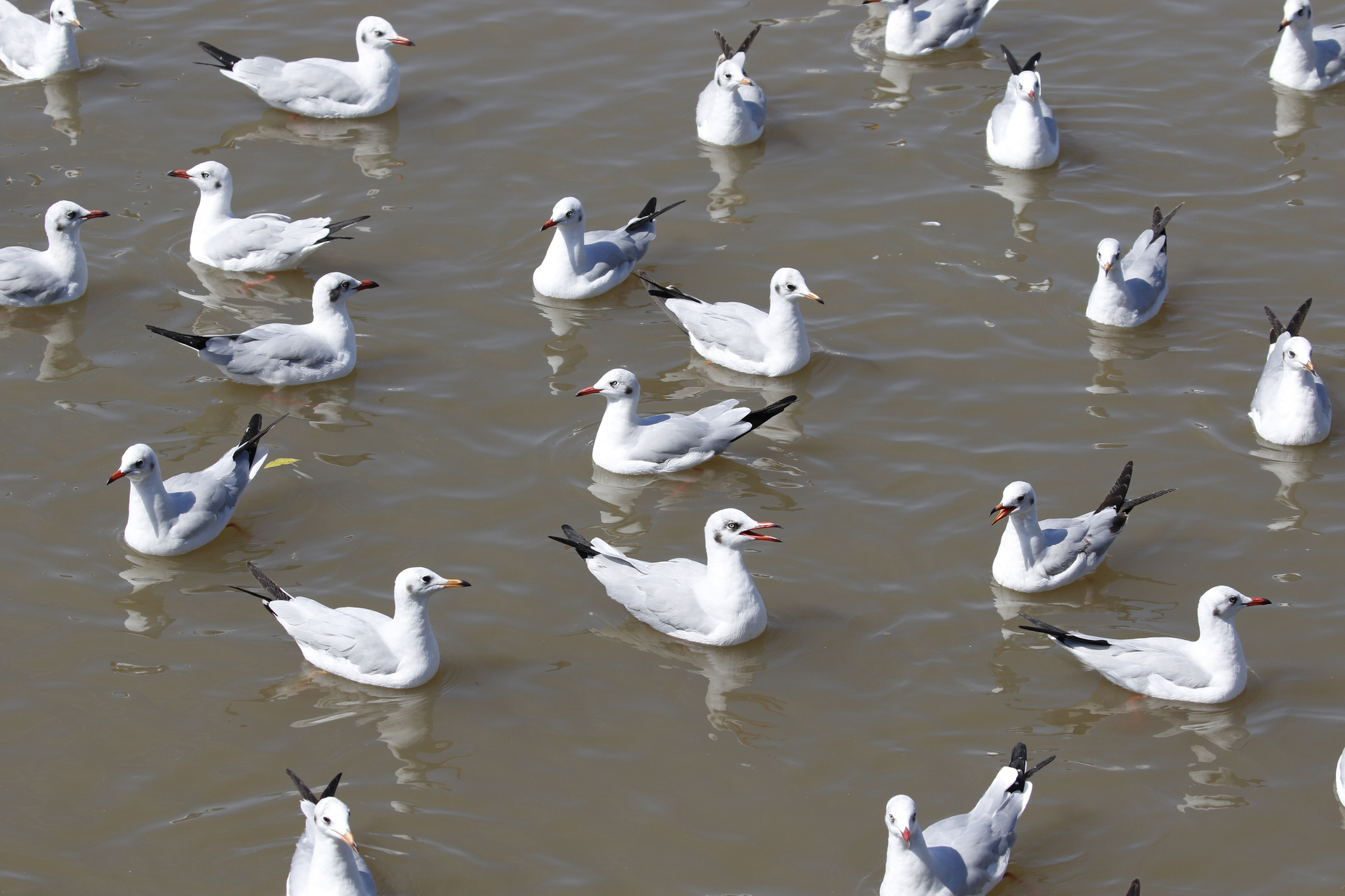 Brown-headed Gull (Chroicocephalus brunnicephalus), photo 3
