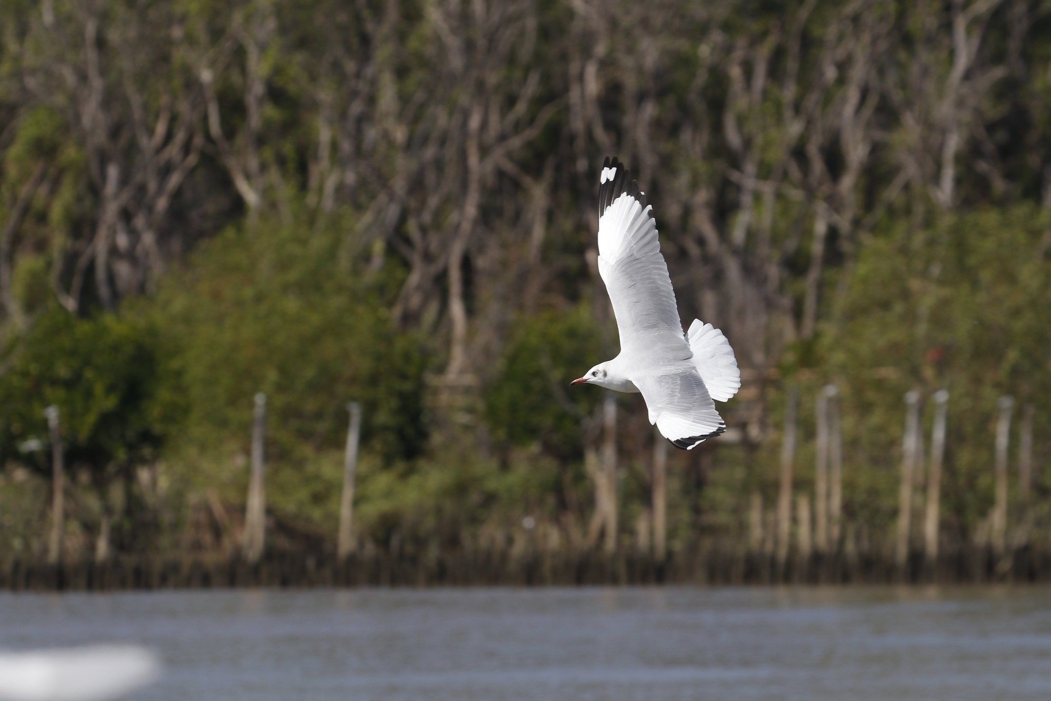 Brown-headed Gull (Chroicocephalus brunnicephalus), photo 8