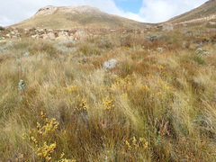 Erica thunbergii