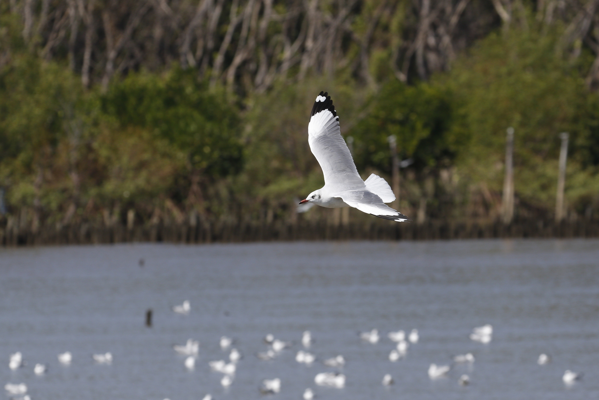 Brown-headed Gull (Chroicocephalus brunnicephalus), photo 10