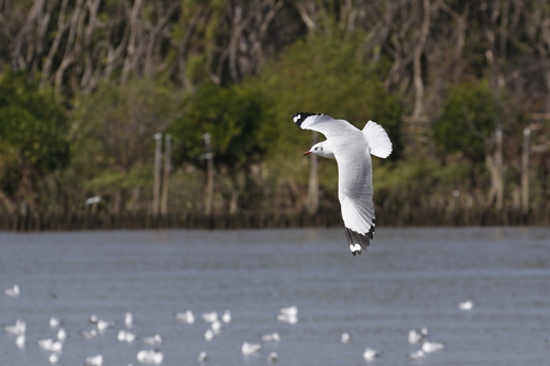 Brown-headed Gull (Chroicocephalus brunnicephalus), photo 9