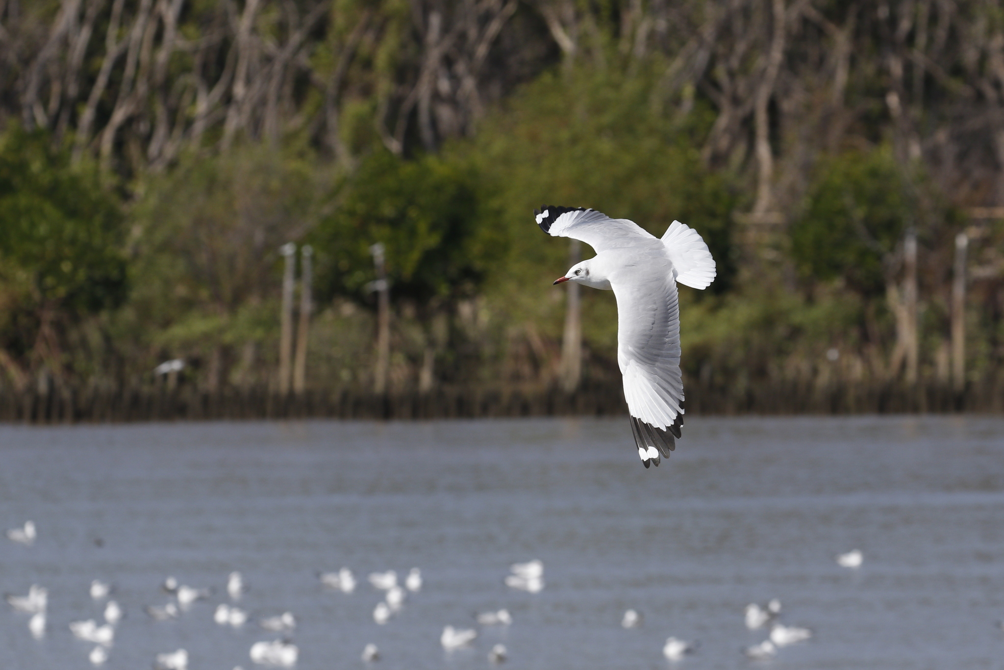 Brown-headed Gull (Chroicocephalus brunnicephalus), photo 9