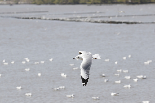Brown-headed Gull (Chroicocephalus brunnicephalus), photo 7