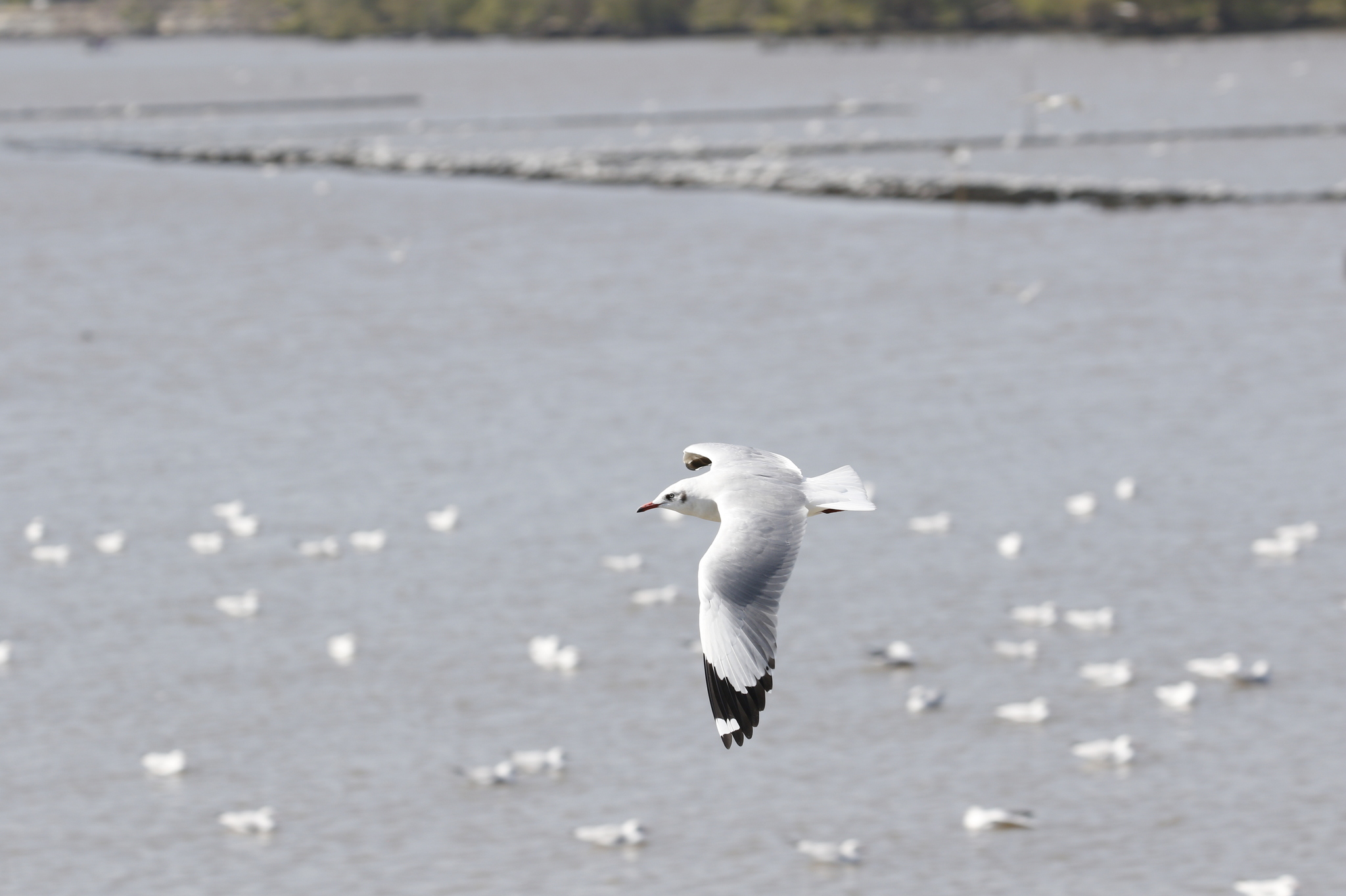 Brown-headed Gull (Chroicocephalus brunnicephalus), photo 7