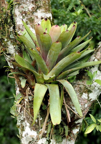 Vriesea bituminosa, photograph 5