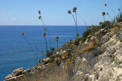 Coccothrinax boschiana