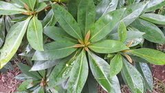 Xanthostemon chrysanthus