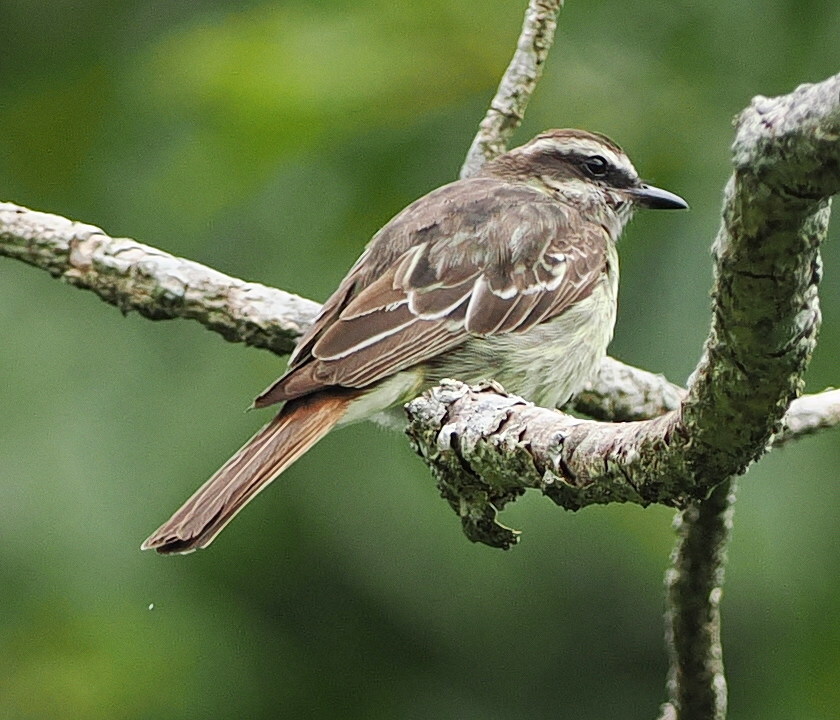 Variegated Flycatcher (Empidonomus varius), photo 4