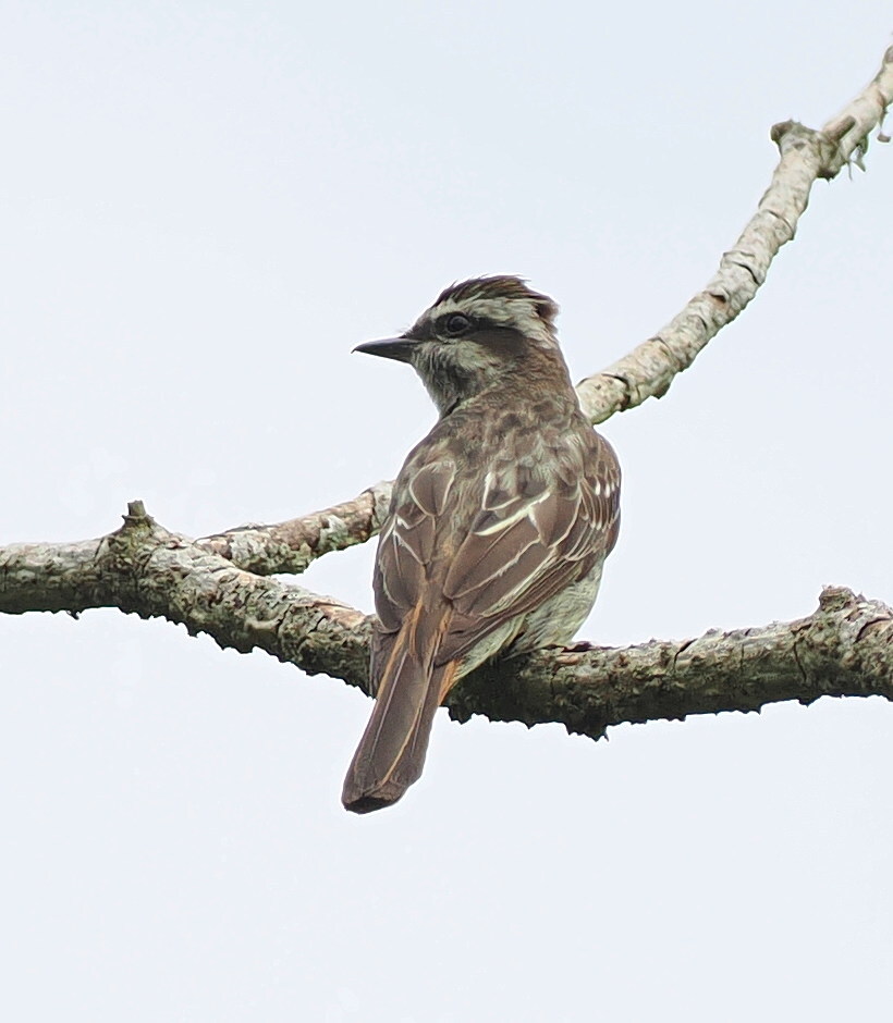 Variegated Flycatcher (Empidonomus varius), photo 5