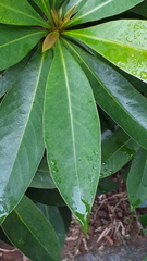 Xanthostemon chrysanthus