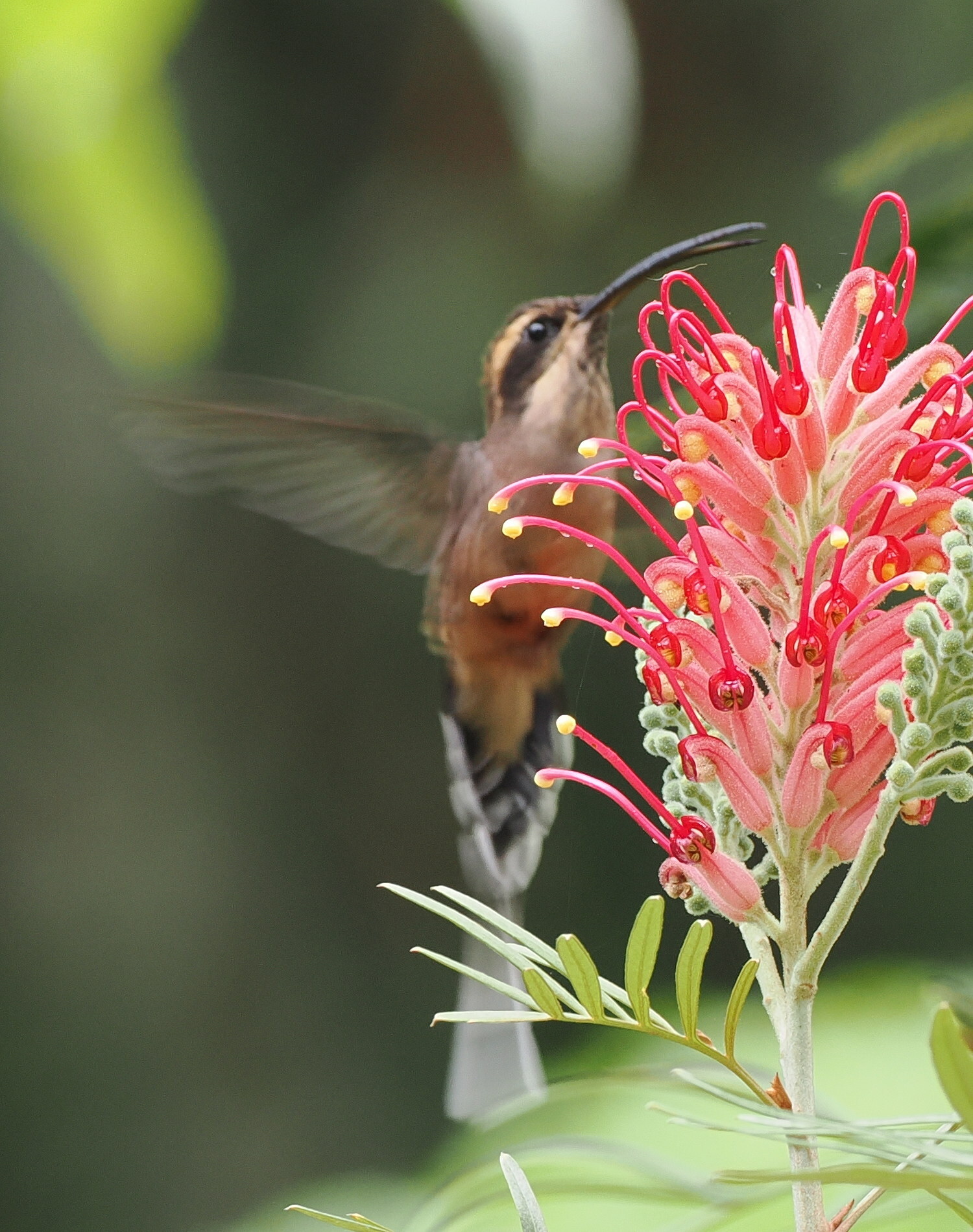 Scale-throated Hermit (Phaethornis eurynome), photo 4